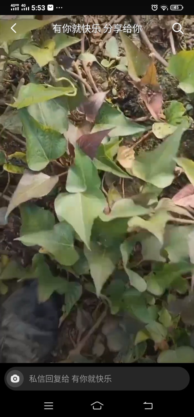 红薯苗大量现货需要的联系我