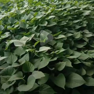 红薯苗大量现货需要的联系我