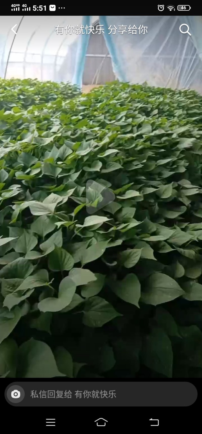 红薯苗大量现货需要的联系我