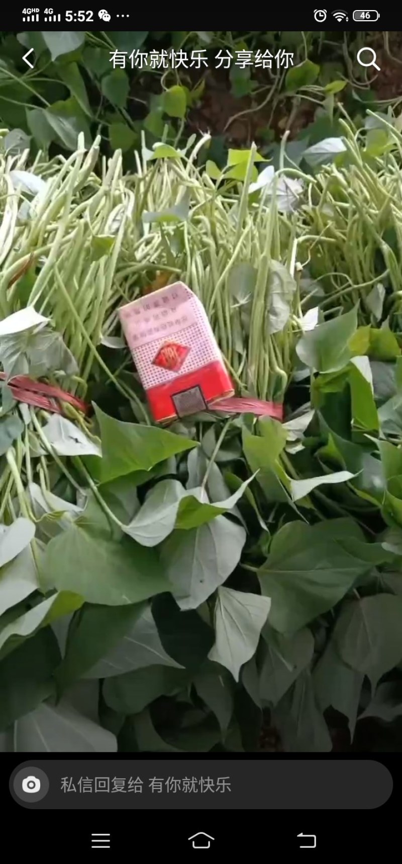 红薯苗大量现货需要的联系我
