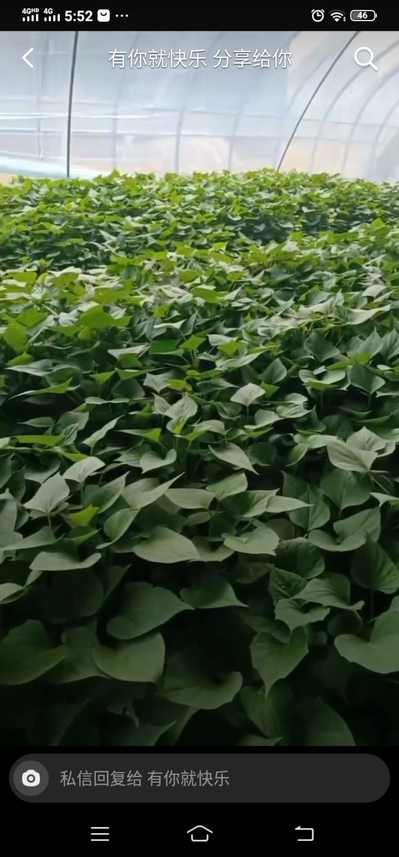 红薯苗大量现货需要的联系我