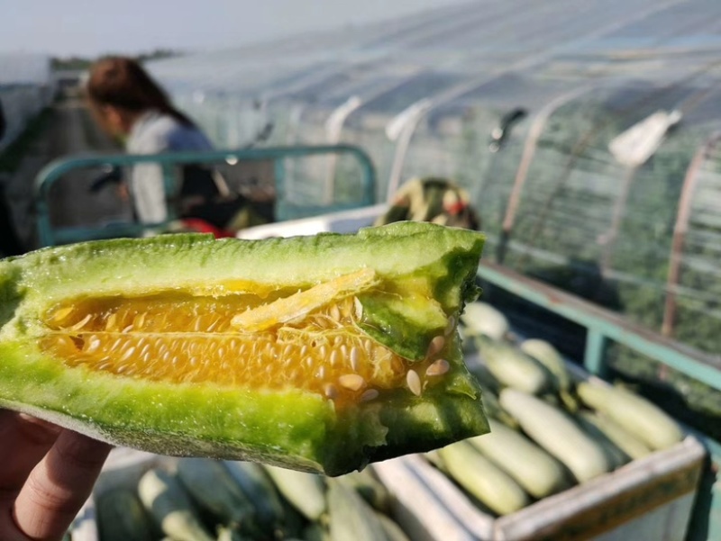 山东头茬博洋61甜瓜五斤包邮现摘先发欢迎联系