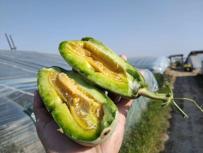 山东头茬博洋61甜瓜五斤包邮现摘先发欢迎联系