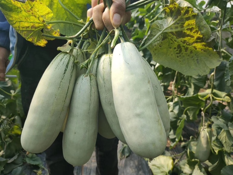 山东头茬博洋61甜瓜五斤包邮现摘先发欢迎联系