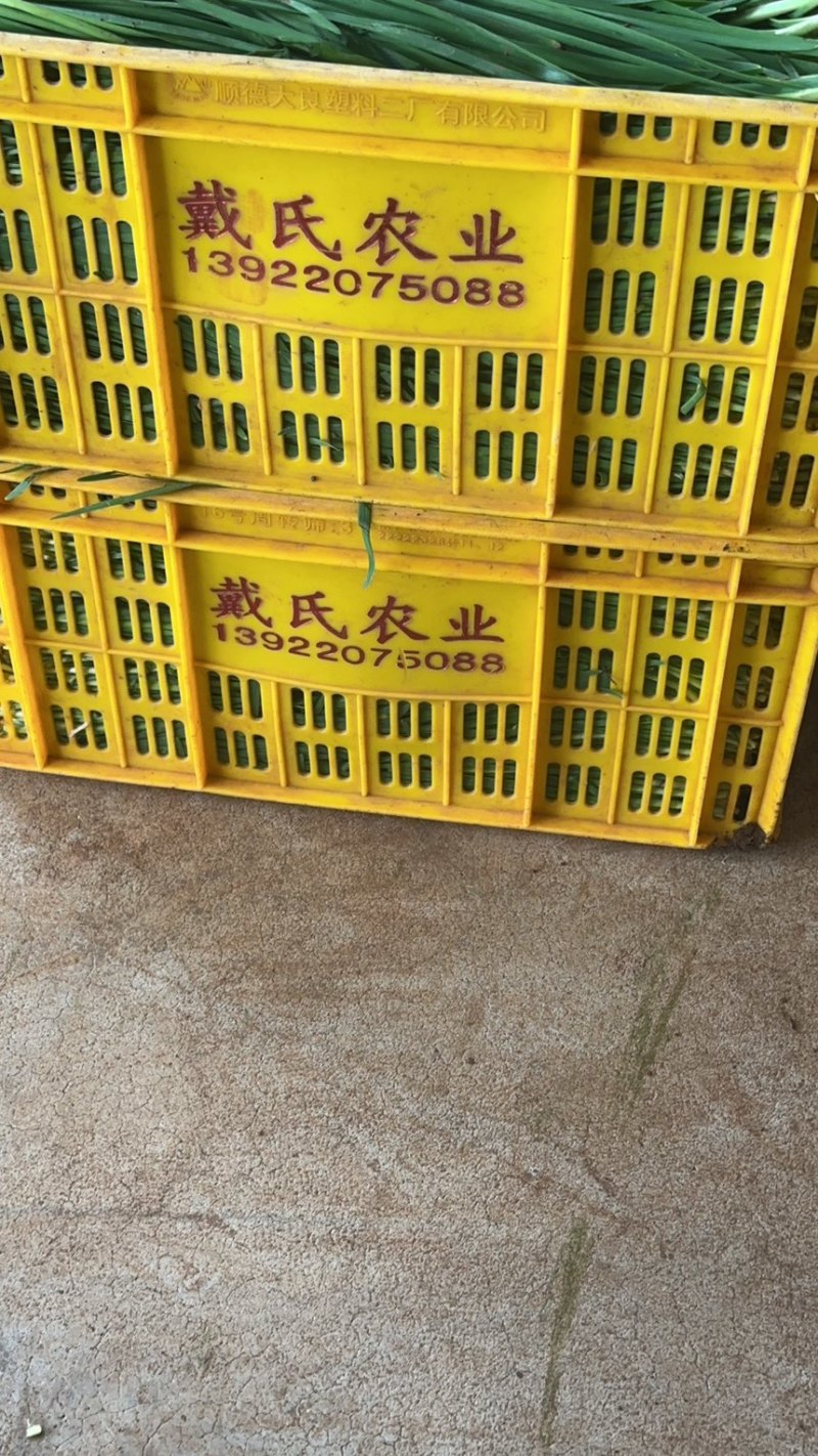 韭菜小叶，产地一手货源，基地直发，可按需分拣