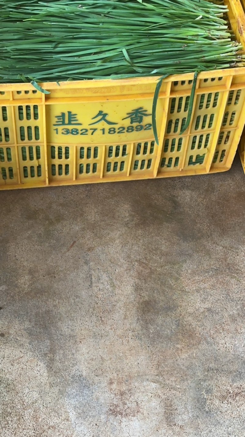 韭菜小叶，产地一手货源，基地直发，可按需分拣
