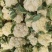 山东菜花/精品菜花松花菜大量发货中，产地一手货，欢迎来电