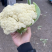 山东菜花/精品菜花松花菜大量发货中，产地一手货，欢迎来电