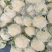 山东菜花/精品菜花松花菜大量发货中，产地一手货，欢迎来电
