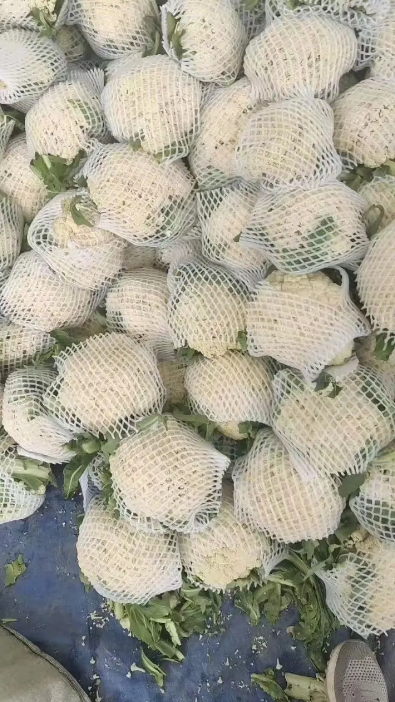 山东菜花/精品菜花松花菜大量发货中，产地一手货，欢迎来电