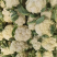 山东菜花/精品菜花松花菜大量发货中，产地一手货，欢迎来电