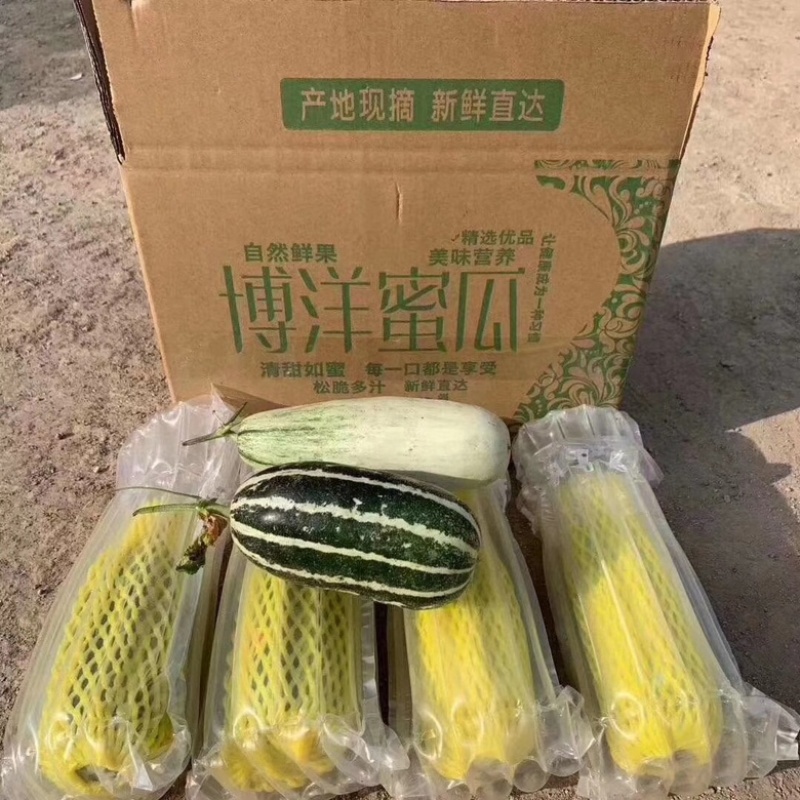 山东头茬博洋九号甜瓜五斤包邮基地直发欢迎联系