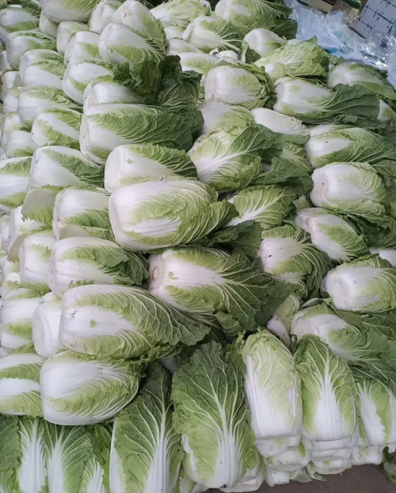 精品白菜，黄心白菜，无烧心，量大从优，欢迎电话订购