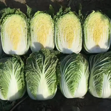 精品白菜，黄心白菜，无烧心，量大从优，欢迎电话订购