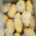山东土豆精品土豆荷兰十五土豆产地供应全国发货货源充足