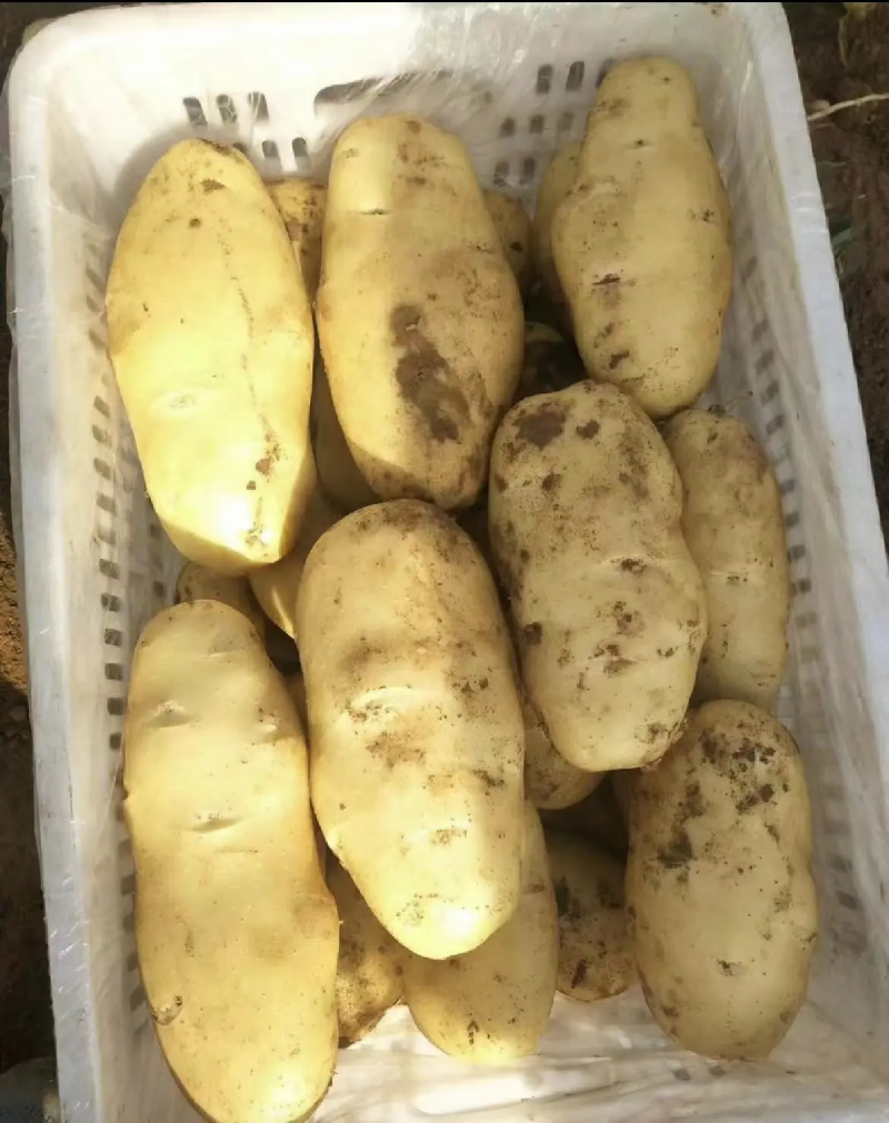山东土豆精品土豆荷兰十五土豆产地供应全国发货货源充足