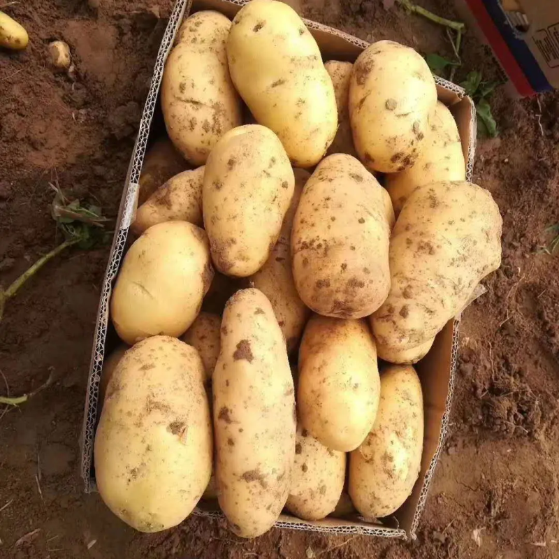 山东土豆精品土豆荷兰十五土豆产地供应全国发货货源充足