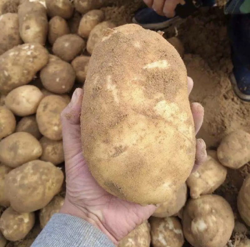 山东土豆精品土豆荷兰十五土豆产地供应全国发货货源充足