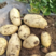 山东土豆精品土豆荷兰十五土豆产地供应全国发货货源充足