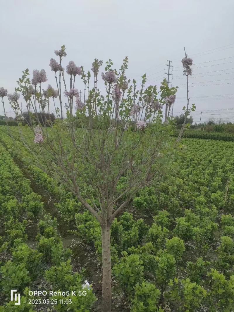 【紫丁香】浙江萧山绿化苗基地货源/规格多样/量大从优