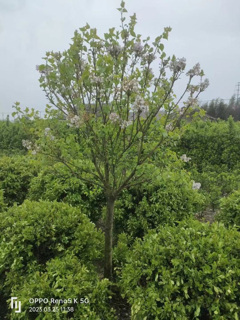 【紫丁香】浙江萧山绿化苗基地货源/规格多样/量大从优