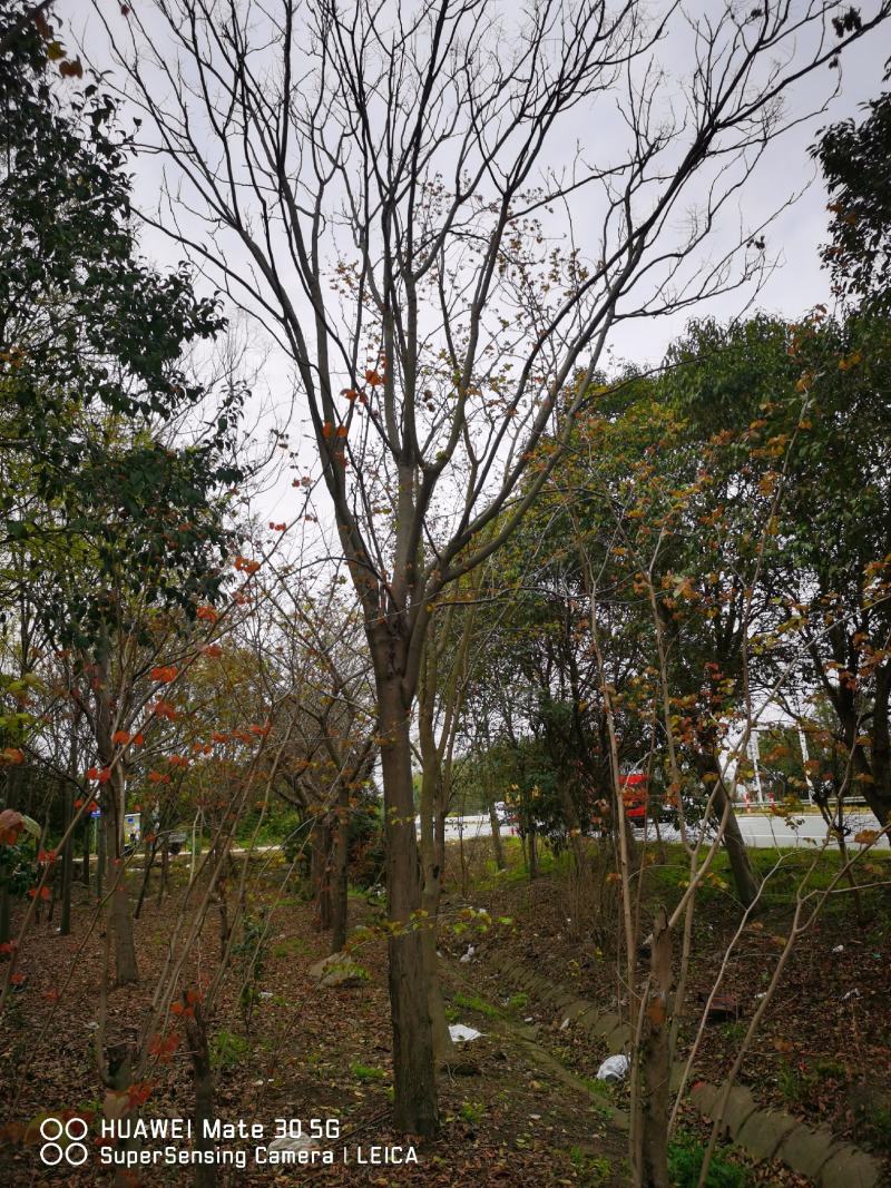 胸径20～24cm栾树一批苗圃到期低价处理，数量二十几棵