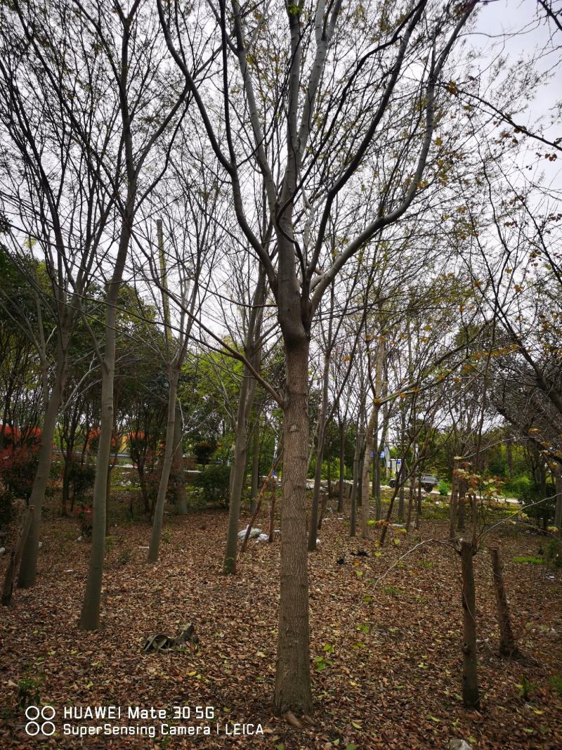 胸径20～24cm栾树一批苗圃到期低价处理，数量二十几棵