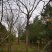 胸径20～24cm栾树一批苗圃到期低价处理，数量二十几棵