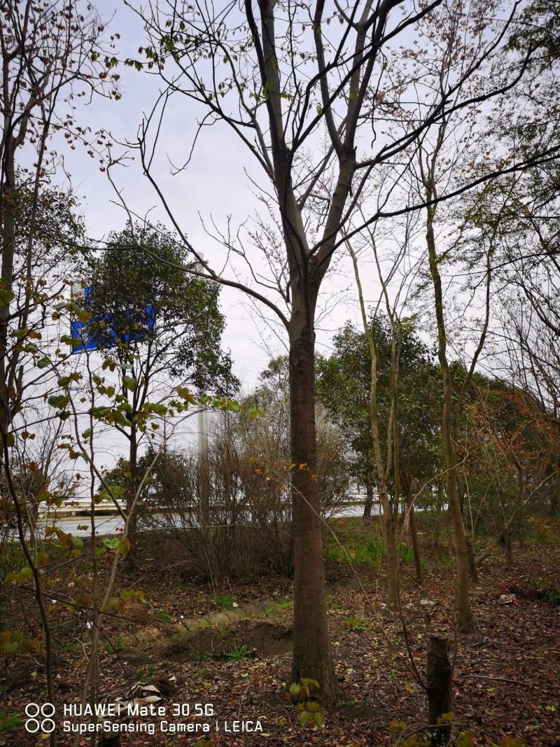 胸径20～24cm栾树一批苗圃到期低价处理，数量二十几棵