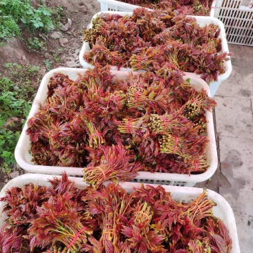 二荐香椿芽即将大量上市需要的老板朋可提前联