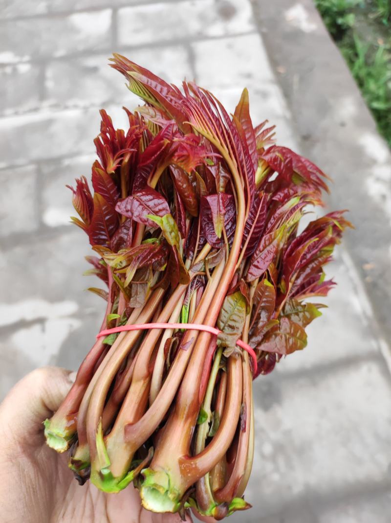 二荐香椿芽即将大量上市需要的老板朋可提前联