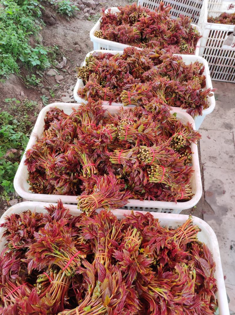 二荐香椿芽即将大量上市需要的老板朋可提前联