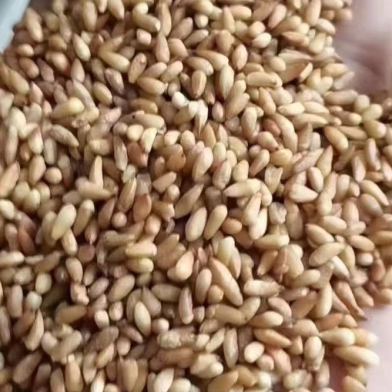 柏子仁