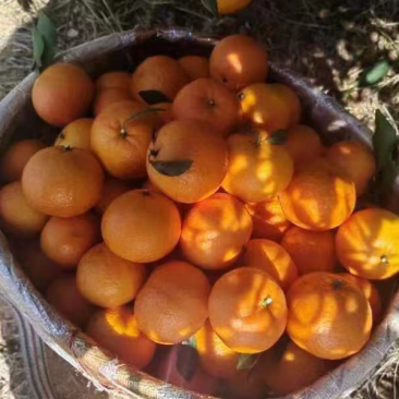 沃柑