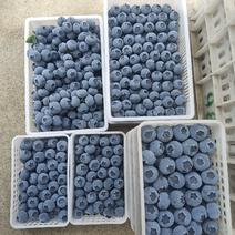 山东暖棚蓝莓成熟上市中，品种多，量大质优，欢迎合作，