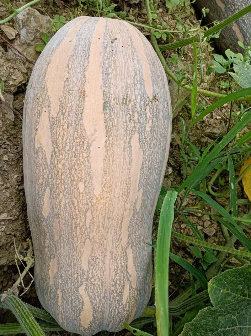 蜜本南瓜