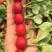 荷兰引进早熟红地珠樱桃萝卜种子四季萝卜种子生长快速口感好