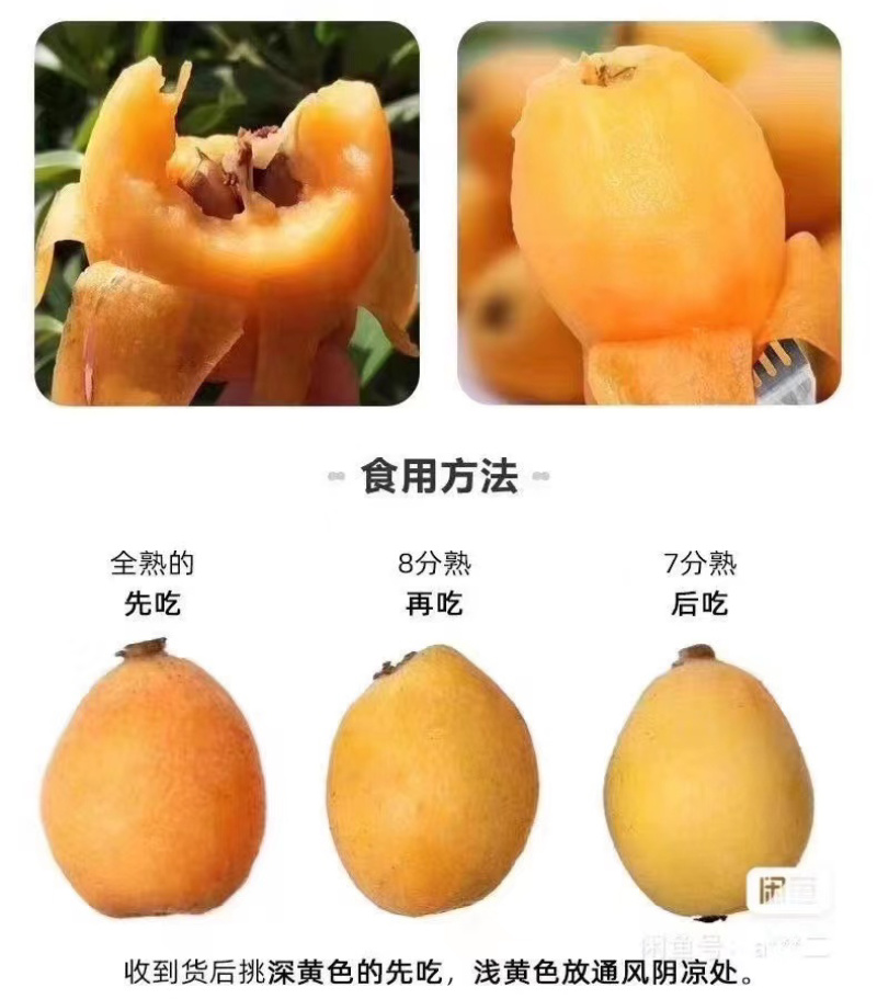 永春枇杷