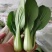精品油菜上海青小油菜改良金品28品类齐全全国发货
