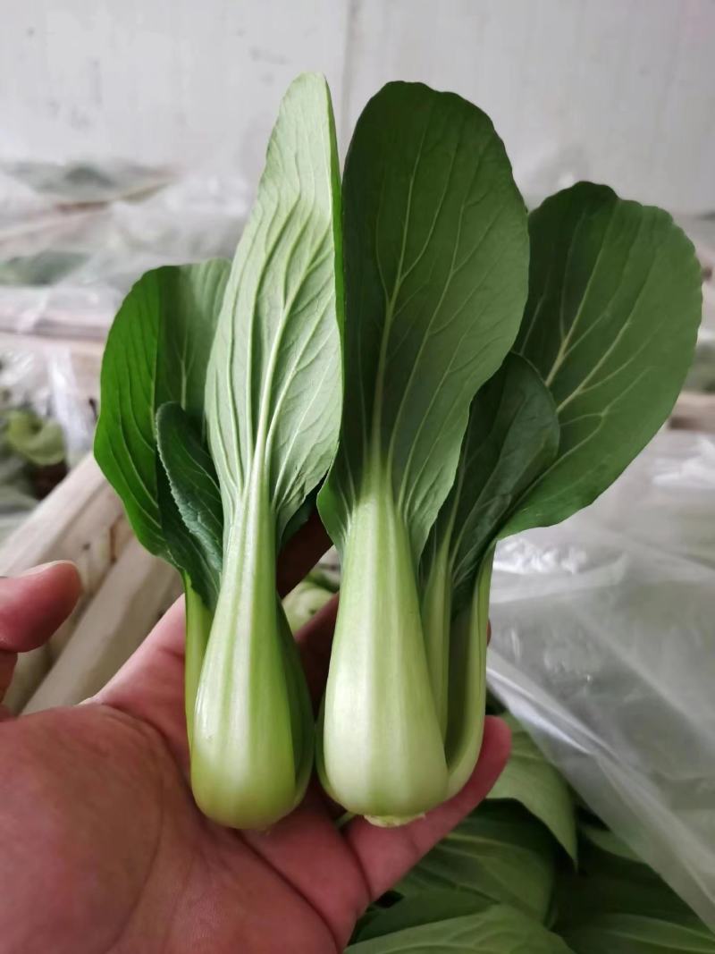精品油菜上海青小油菜改良金品28品类齐全全国发货