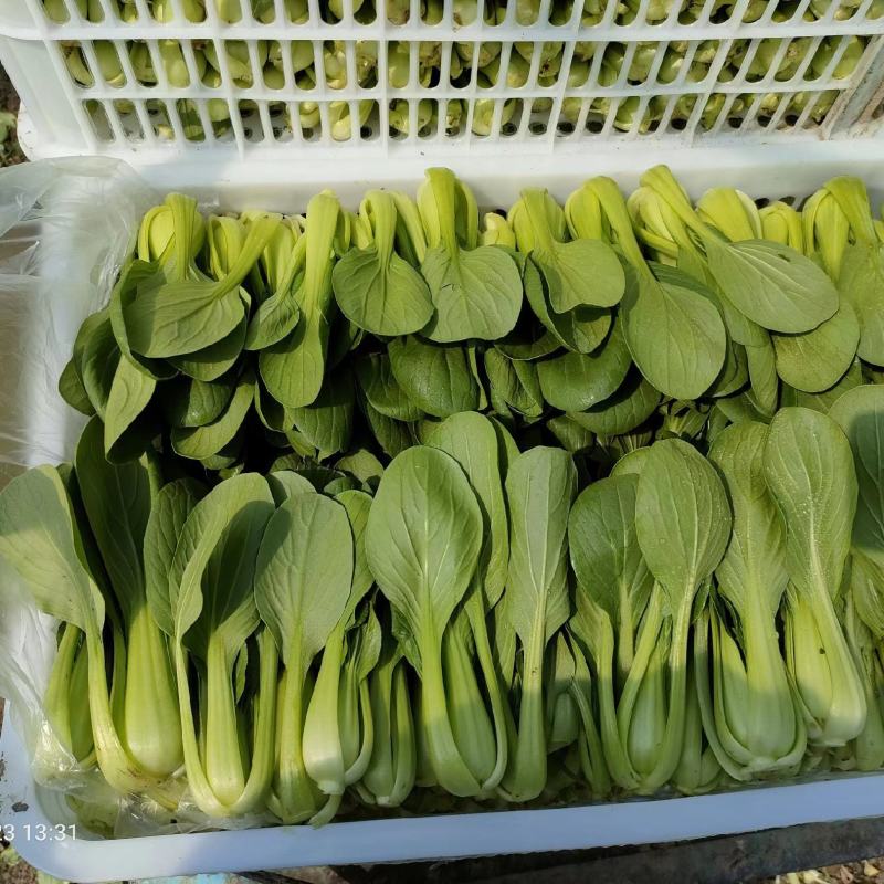 精品食堂菜上海青小油菜产地一手货源品质保证实力代办
