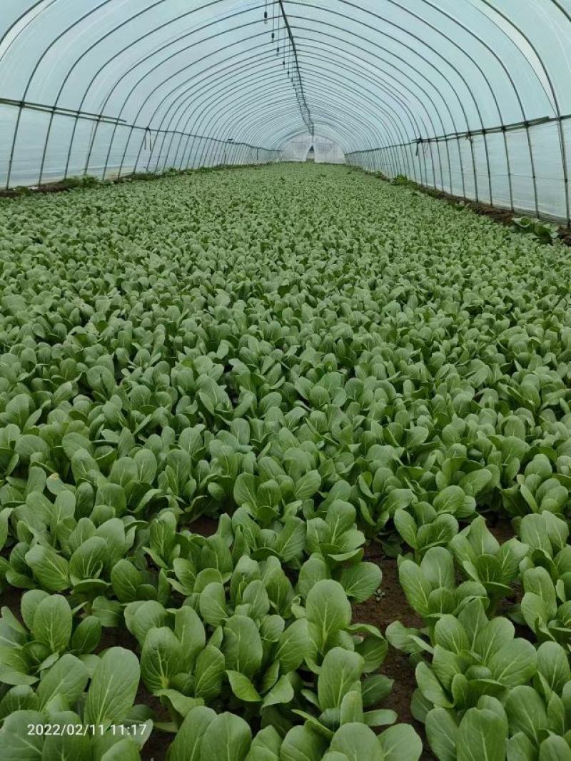 精品食堂菜上海青小油菜产地一手货源品质保证实力代办
