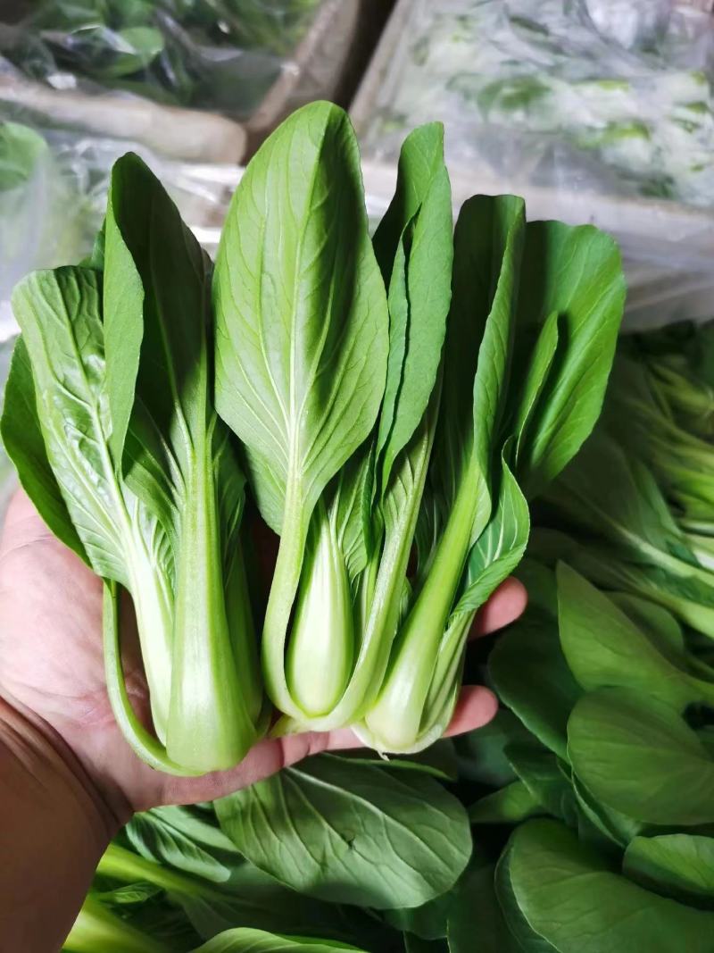 精品食堂菜上海青小油菜产地一手货源品质保证实力代办