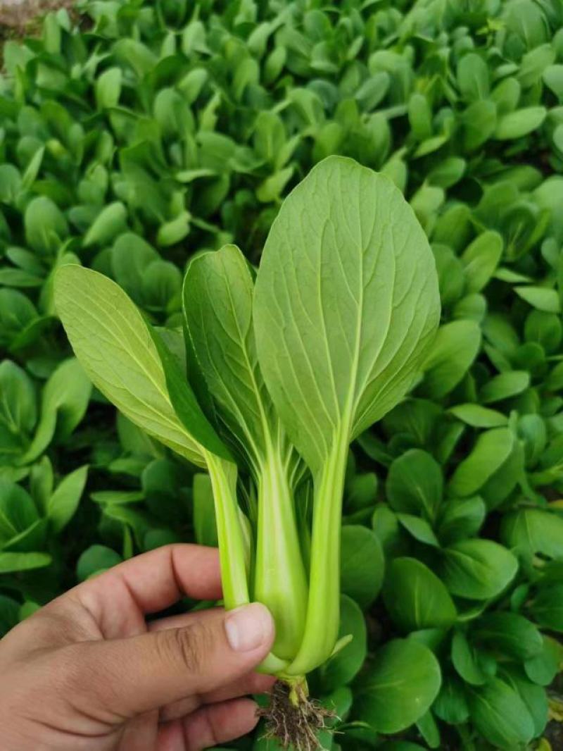 【实力供货】精品食堂菜上海青小油菜快菜全国发货
