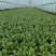 【实力供货】精品食堂菜上海青小油菜快菜全国发货