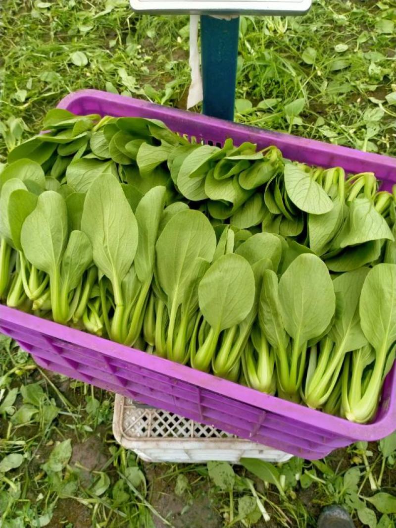 【实力供货】精品食堂菜上海青小油菜快菜全国发货