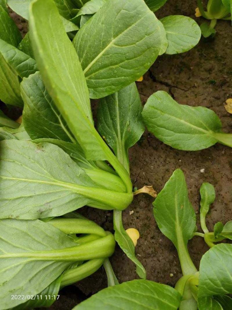 【实力供货】精品食堂菜上海青小油菜快菜全国发货