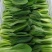 【实力供货】精品食堂菜上海青小油菜快菜全国发货