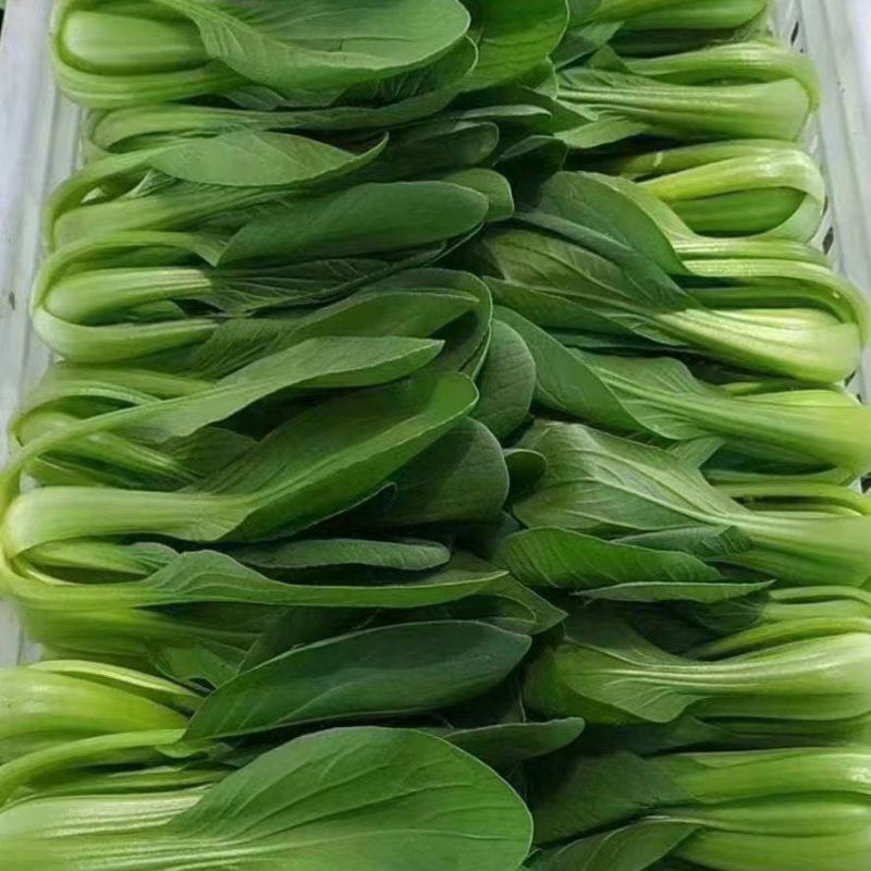 【实力供货】精品食堂菜上海青小油菜快菜全国发货