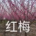 红梅，榆叶梅，美人梅，绿梅，大花榆叶梅，